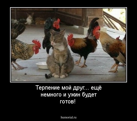 Терпение мой друг... ещё немного и ужин будет готов!