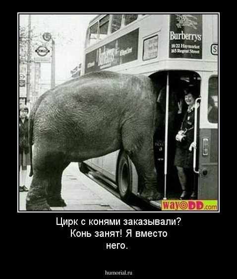 Цирк с конями заказывали? Конь занят! Я вместо него.