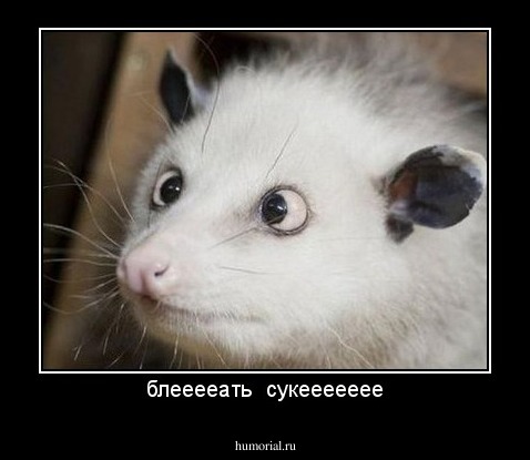 блееееать  сукеееееее