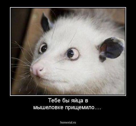 Тебе бы яйца в мышеловке прищемило....