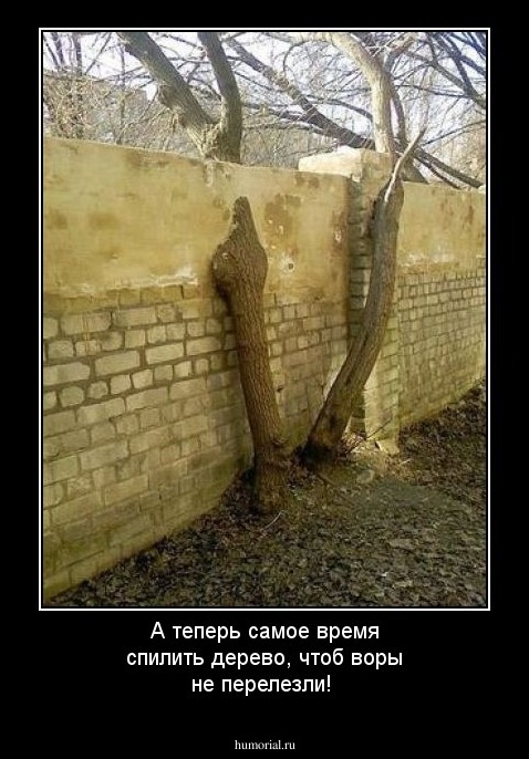 А теперь самое время спилить дерево, чтоб воры не перелезли!