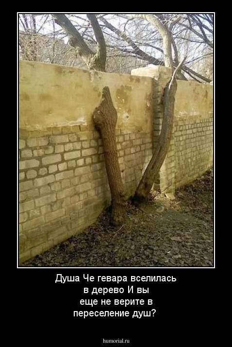Душа Че гевара вселилась в дерево 
И вы еще не верите в переселение душ?
