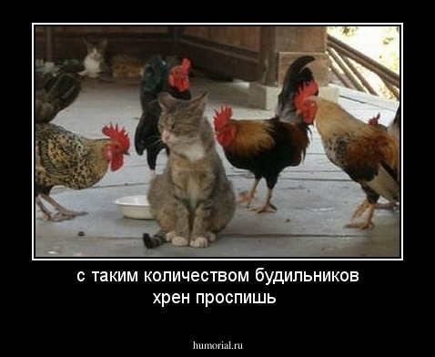 с таким количеством будильников хрен проспишь