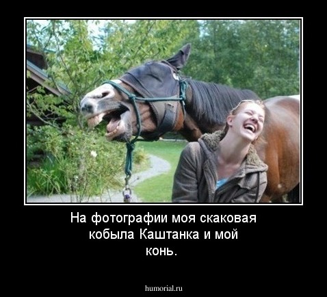 На фотографии моя скаковая кобыла Каштанка и мой конь.