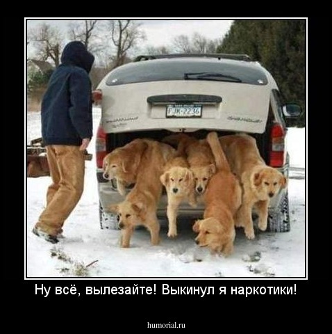 Ну всё, вылезайте! Выкинул я наркотики!