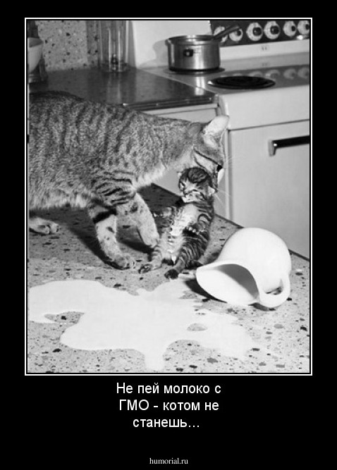 Не пей молоко с ГМО - котом не станешь...