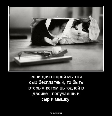 если для второй мышки сыр бесплатный, то быть вторым котом выгодней в двойне , получаешь и сыр и мышку