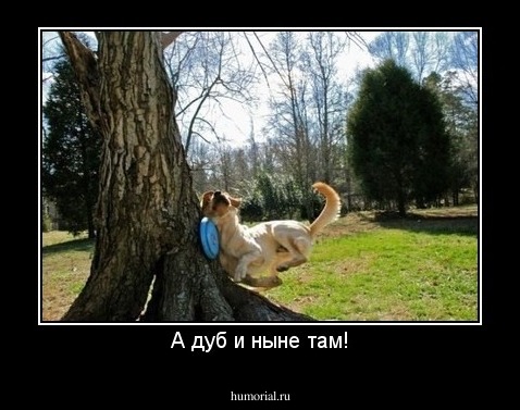 А дуб и ныне там!