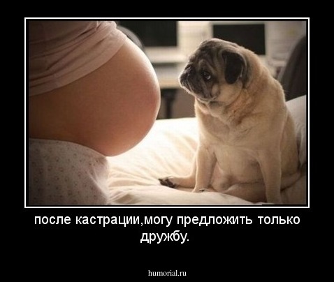 после кастрации,могу предложить только дружбу.