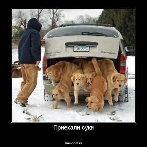 Приехали суки
