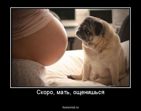 Скоро, мать, ощенишься