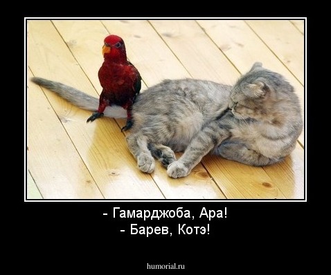 - Гамарджоба, Ара!
- Барев, Котэ!