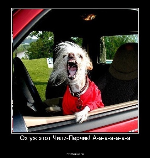 Ох уж этот Чили-Перчик! А-а-а-а-а-а-а