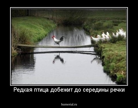 Редкая птица добежит до середины речки