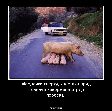 Мордочки кверху, хвостики вряд - 
свинья накормила отряд поросят.
