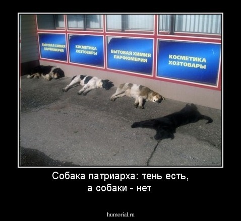 Собака патриарха: тень есть, а собаки - нет