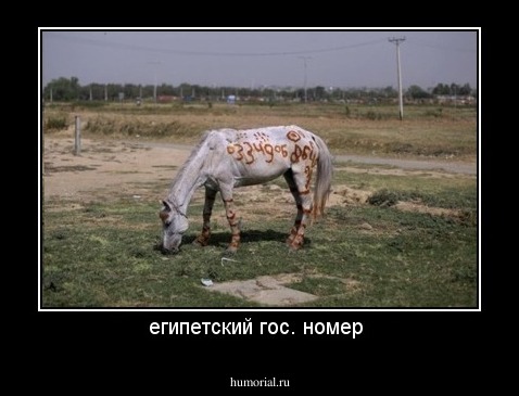 египетский гос. номер 