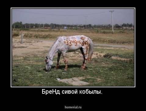 БреНд сивой кобылы. 