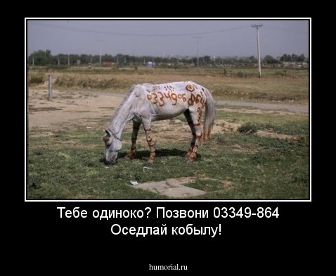 Тебе одиноко? Позвони 03349-864  Оседлай кобылу! 