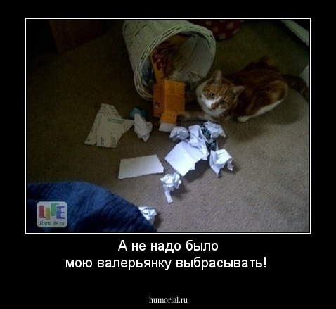 А не надо было мою валерьянку выбрасывать!