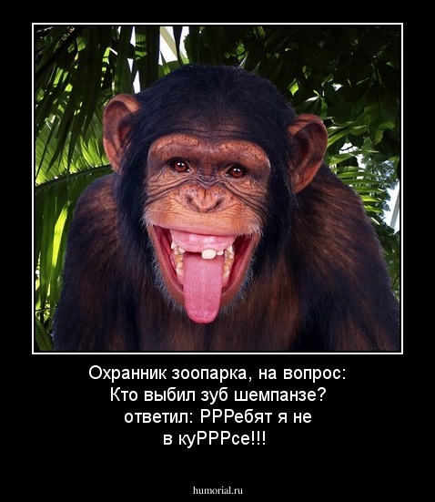 Охранник зоопарка, на вопрос: Кто выбил зуб шемпанзе? ответил: РРРебят я не в куРРРсе!!!