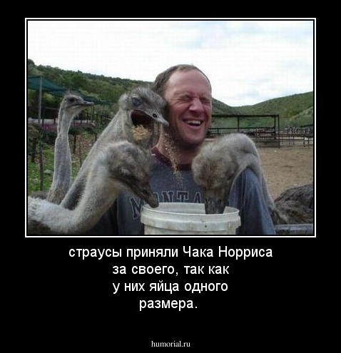 страусы приняли Чака Норриса за своего, так как у них яйца одного размера.