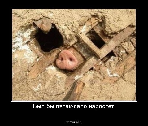 Был бы пятак-сало наростет.