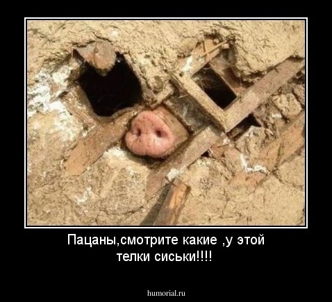 Пацаны,смотрите какие ,у этой телки сиськи!!!!