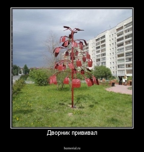 Дворник прививал