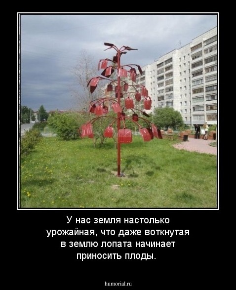 У нас земля настолько урожайная, что даже воткнутая в землю лопата начинает приносить плоды.