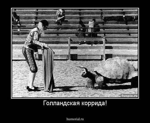 Голландская коррида!