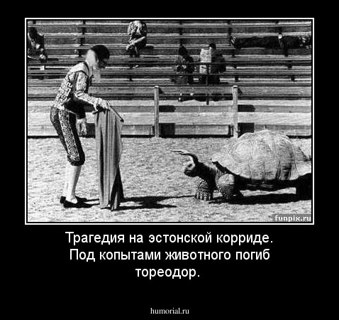 Трагедия на эстонской корриде. Под копытами животного погиб тореодор.