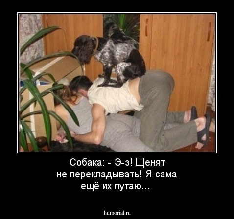  Собака: - Э-э! Щенят не перекладывать! Я сама ещё их путаю...