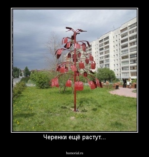 Черенки ещё растут...