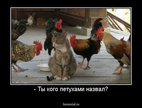 - Ты кого петухами назвал?