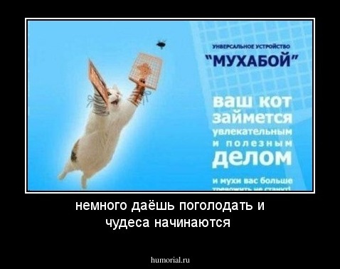 немного даёшь поголодать и чудеса  начинаются