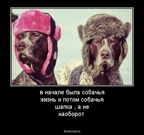 в начале была собачья жизнь и потом собачья шапка , а не наоборот