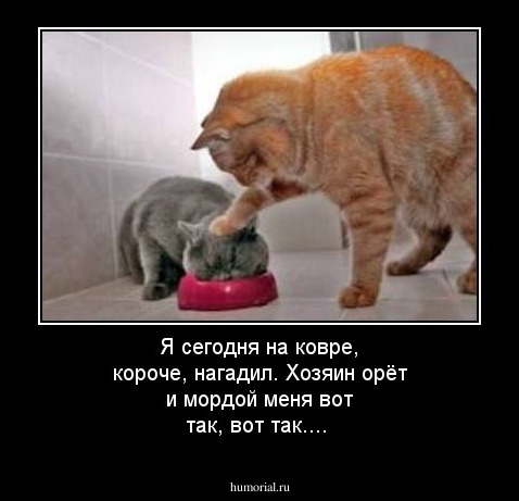 Я сегодня на ковре, короче, нагадил. Хозяин орёт и мордой меня вот так, вот так....