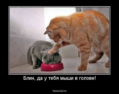 Блин, да у тебя мыши в голове!