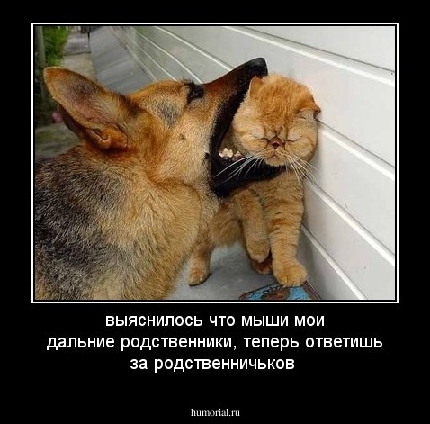 выяснилось что мыши мои дальние родственники, теперь ответишь за родственничьков