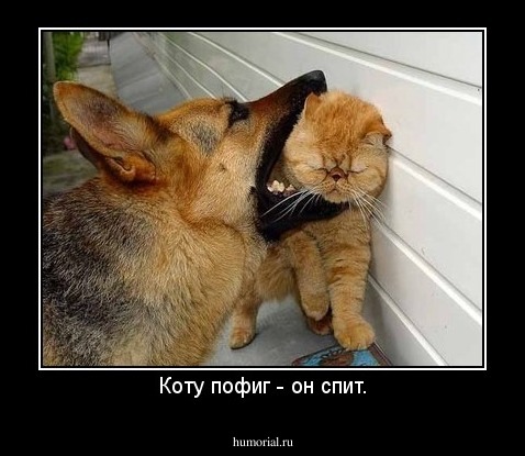 Коту пофиг - он спит.