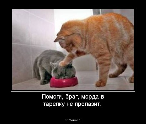 Помоги, брат, морда в тарелку не пролазит.