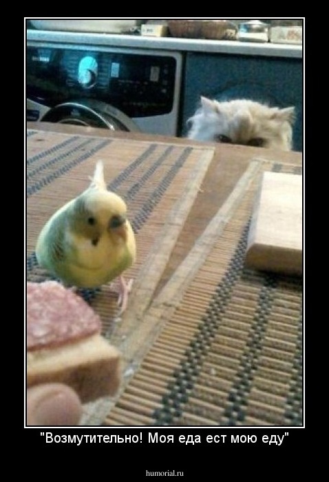 "Возмутительно! Моя еда ест мою еду"