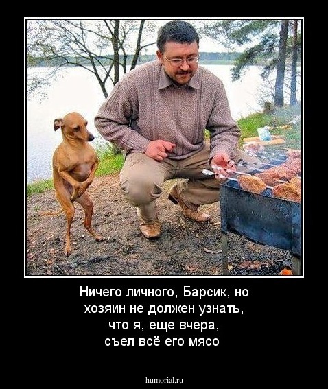 Ничего личного, Барсик, но хозяин не должен узнать, что я, еще вчера, съел всё его мясо