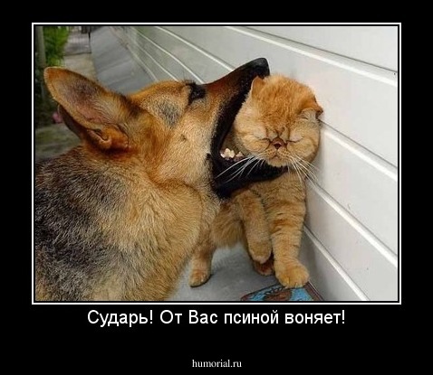 Сударь! От Вас псиной воняет!