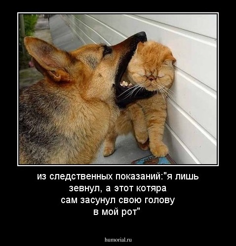 из следственных показаний:"я лишь зевнул, а этот котяра сам засунул свою голову в мой рот"