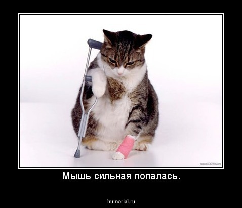 Мышь сильная попалась.