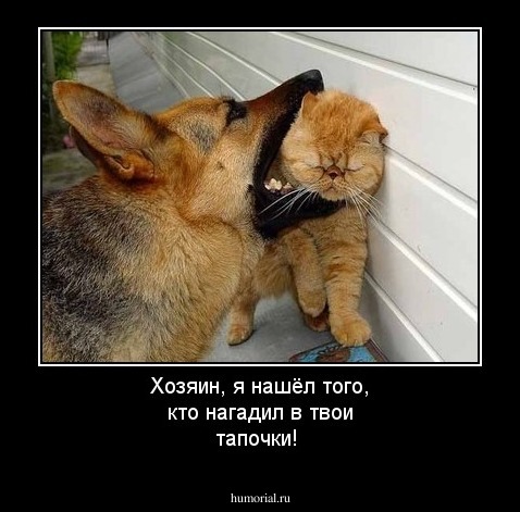 Хозяин, я нашёл того, кто нагадил в твои тапочки!