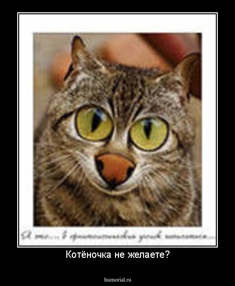 Котёночка не желаете?