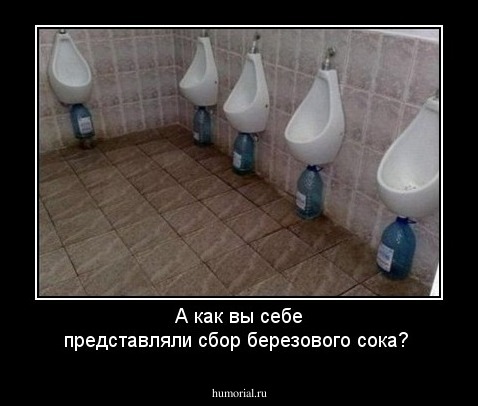 А как вы себе представляли сбор березового сока?